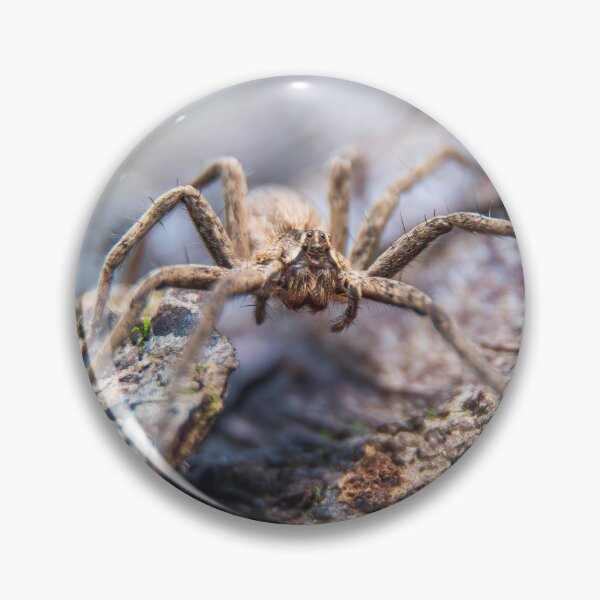 Item preview, Spider designed and sold by MTPhotos1406.