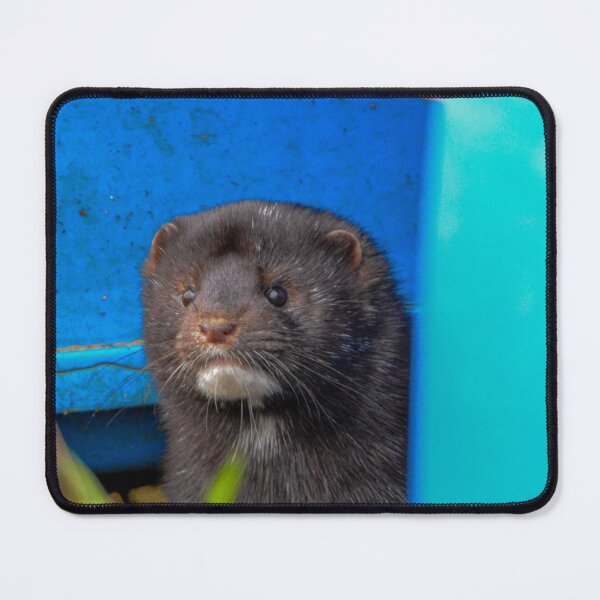 Item preview, American Mink designed and sold by MTPhotos1406.