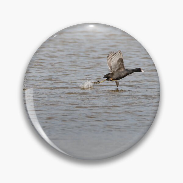 Item preview, Coot designed and sold by MTPhotos1406.