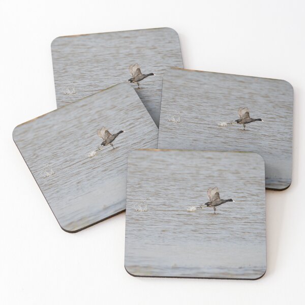 Item preview, Coot designed and sold by MTPhotos1406.