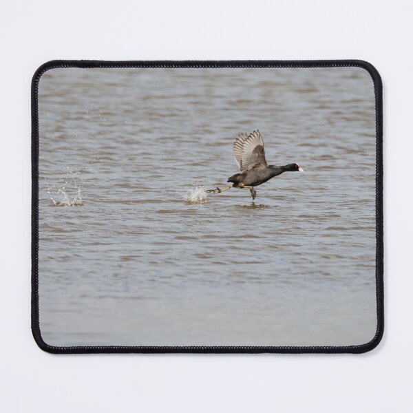 Item preview, Coot designed and sold by MTPhotos1406.
