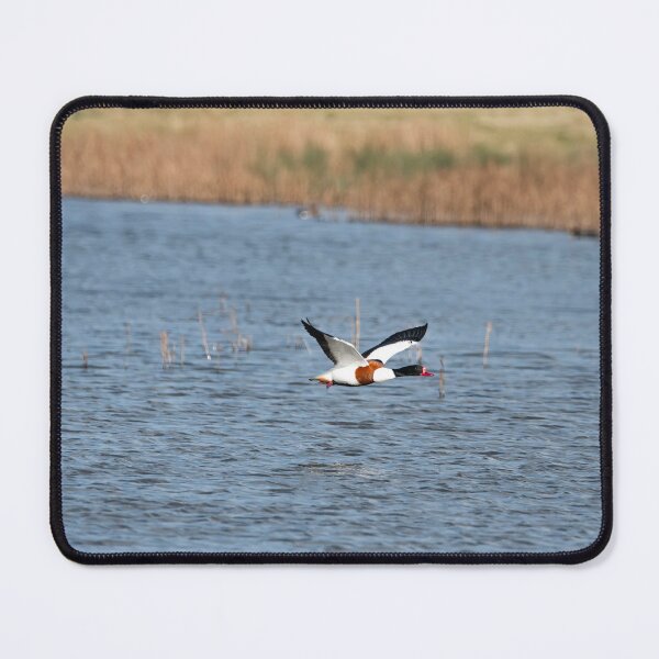 Item preview, Shelduck designed and sold by MTPhotos1406.
