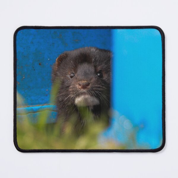 Item preview, American Mink designed and sold by MTPhotos1406.