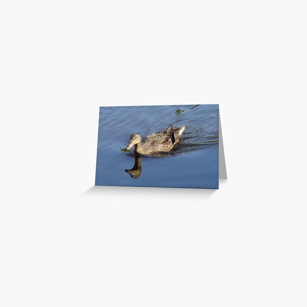 Female Mallard Hen Swimming on the Concord River Greeting Card