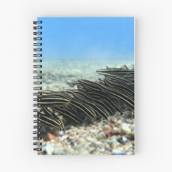 Item preview, Red Sea Creatures Marsa Alam  designed and sold by Ahmed ElMekawy.