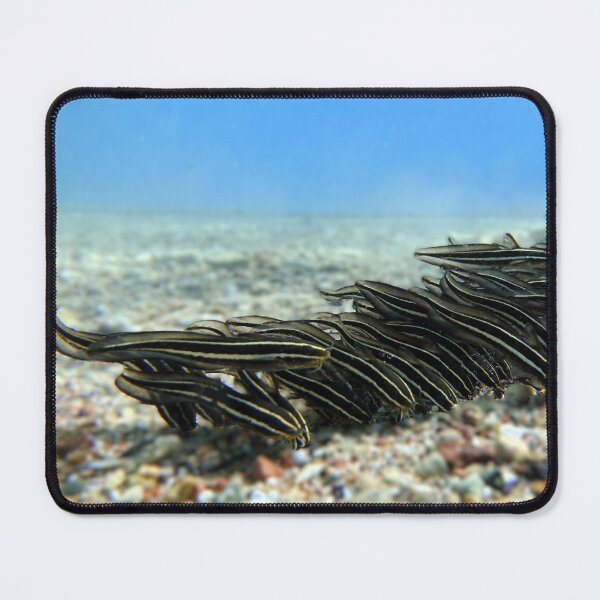 Item preview, Red Sea Creatures Marsa Alam  designed and sold by Ahmed ElMekawy.