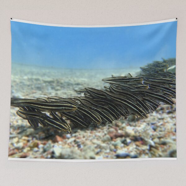Item preview, Red Sea Creatures Marsa Alam  designed and sold by Ahmed ElMekawy.