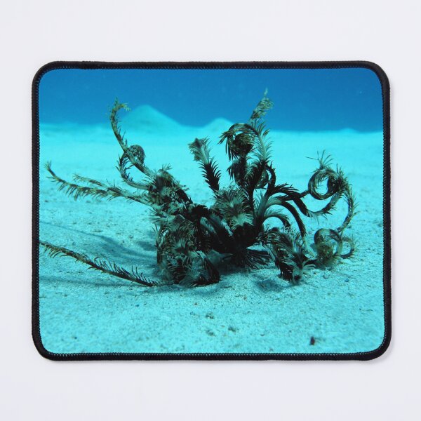 Item preview, Red Sea Creatures Marsa Alam designed and sold by Ahmed ElMekawy.