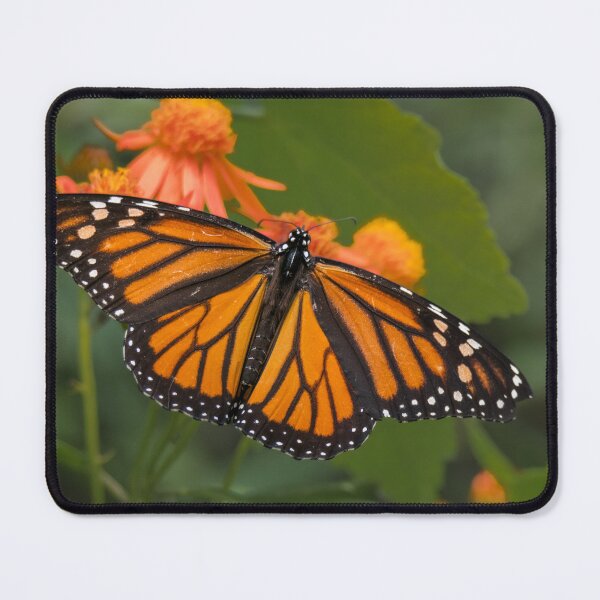 Item preview, Monarch Wings Spread Wide on Mexican Flame designed and sold by Debra Martz.