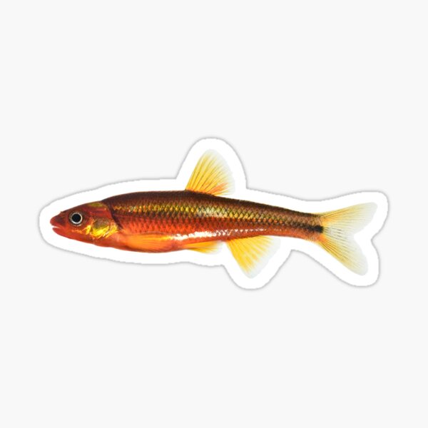 Item preview, Saffron Shiner designed and sold by YourFishShop.