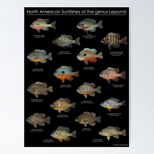 Item preview, North American Sunfishes of the genus Lepomis designed and sold by YourFishShop.