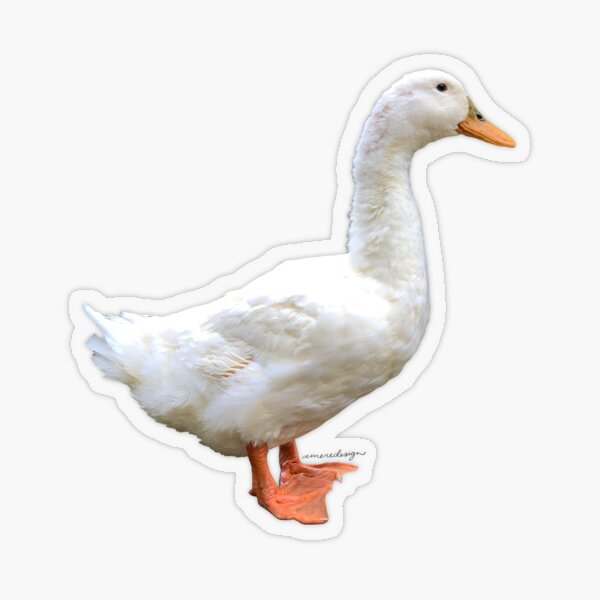 Buttermint the Pekin Duck Transparent Sticker