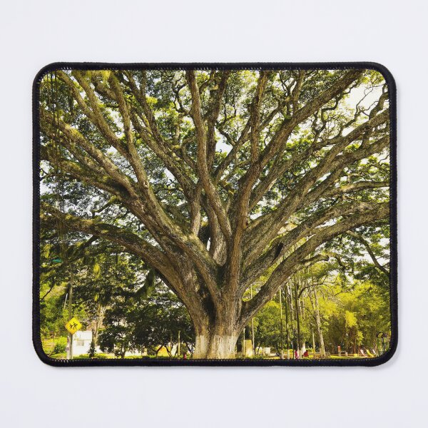 Item preview, 100 Year old Tree designed and sold by corichard.
