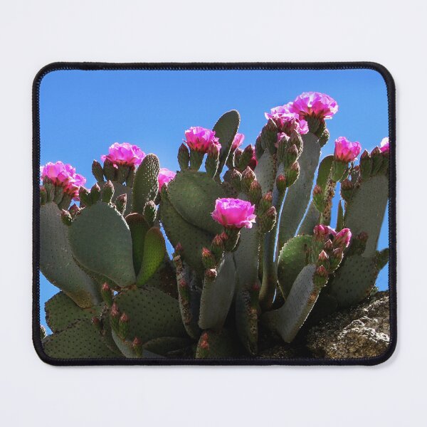 Item preview, Blooming Cactus in the Santa Rosa Mountains designed and sold by heatherfriedman.