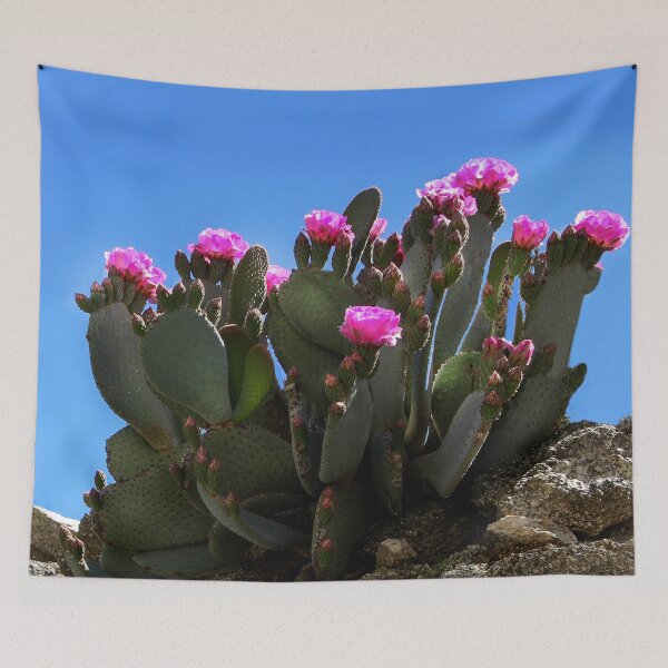 Item preview, Blooming Cactus in the Santa Rosa Mountains  designed and sold by heatherfriedman.