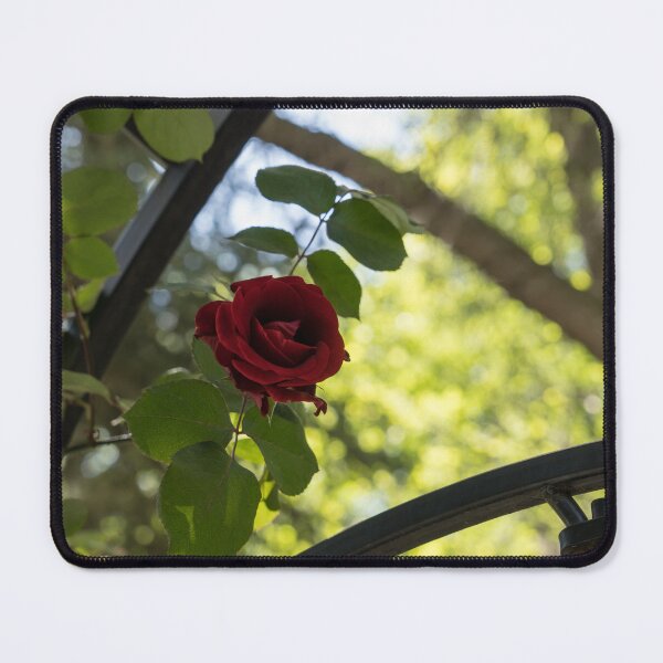 Item preview, Lines and Framing - Red Rose Blooming Over a Garden Fence designed and sold by Georgia Mizuleva.