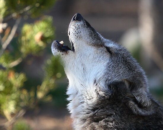 Idaho Hunters Begin 3-Day ‘Predator Derby’ Killing SpreeDo | Wolf Is My ...