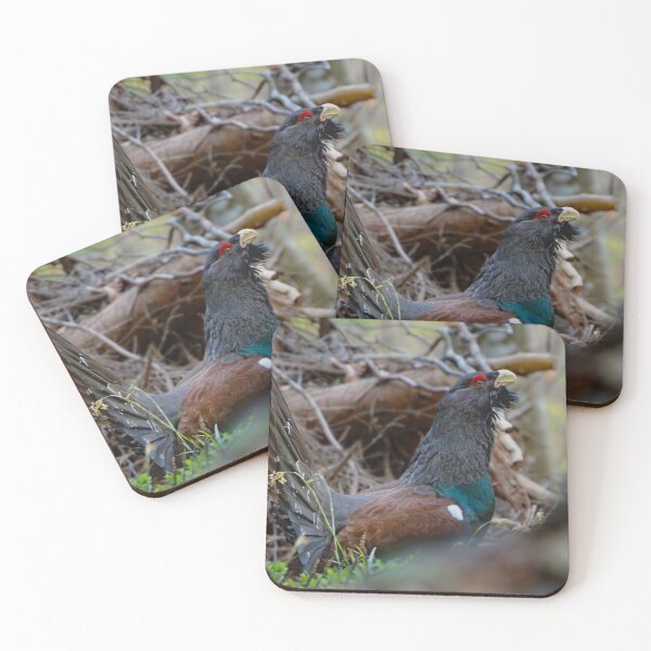 Item preview, Capercaillie during courtship designed and sold by sandrosprecher.