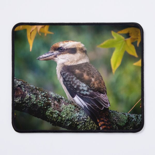Item preview, Australian Laughing Kookaburra Autumn Scene designed and sold by Kathie Thomas.