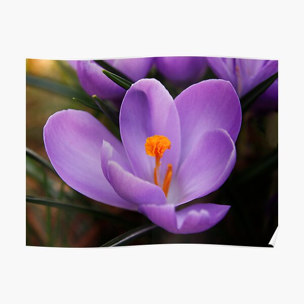 Welcome Spring Poster