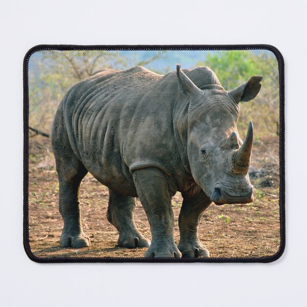 Item preview, White Rhinoceros Rhino Zulu Nyala Reserve South Africa designed and sold by AndyEvansPhotos.
