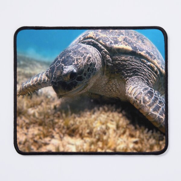 Item preview, Sea Turtle Marsa Alam Hurghada Red Sea designed and sold by Ahmed ElMekawy.