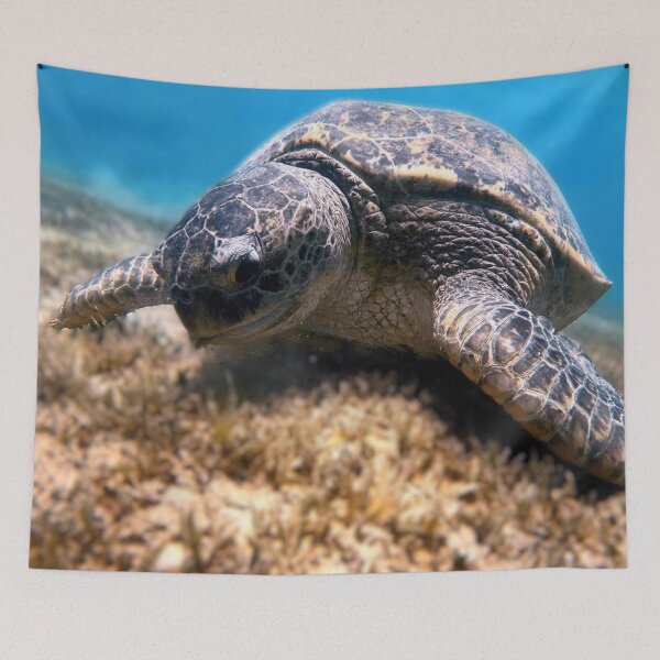 Item preview, Sea Turtle Marsa Alam Hurghada Red Sea designed and sold by Ahmed ElMekawy.