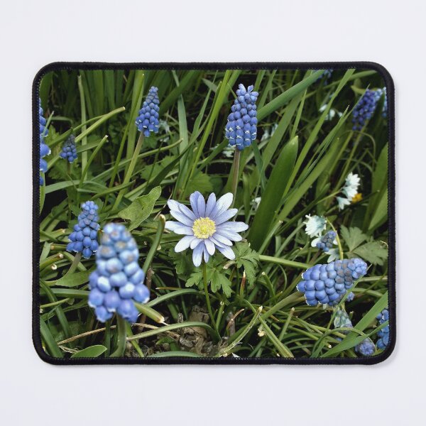 Item preview, Grape Hyacinths and Balken Anemone designed and sold by Scott and Mary Schneider art_photography.