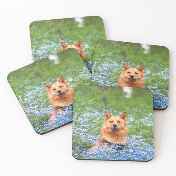 Item preview, Finnish spitz in forget-me-nots.  designed and sold by MarisG.