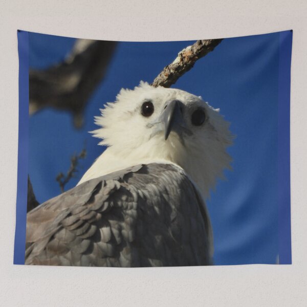 Item preview,  White-bellied Sea-eagle face in the wind designed and sold by Mark Grimsley.