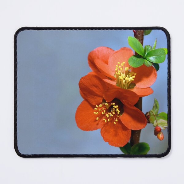 Item preview, Japanese quince designed and sold by Tom McPherson Photography.