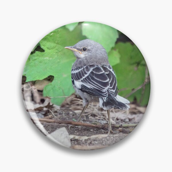 Item preview, Young Mockingbird Fledgling designed and sold by CarolM.