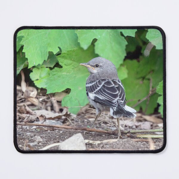 Item preview, Young Mockingbird Fledgling designed and sold by CarolM.