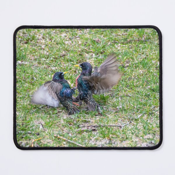 Item preview, Brawling Birds designed and sold by jrtwynam.