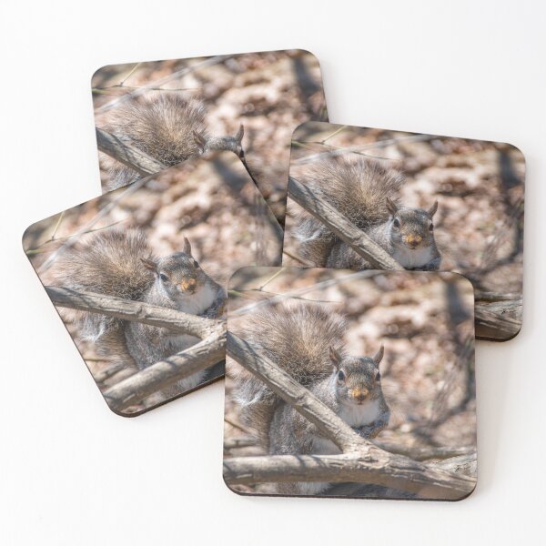 Item preview, Squirrel Peers Out from Behind a Branch designed and sold by jrtwynam.