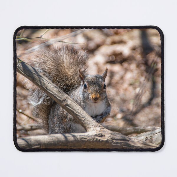 Item preview, Squirrel Peers Out from Behind a Branch designed and sold by jrtwynam.