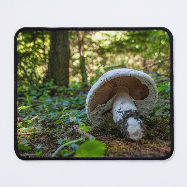 Item preview, Mushroom Grows in a Forest 2 designed and sold by jrtwynam.