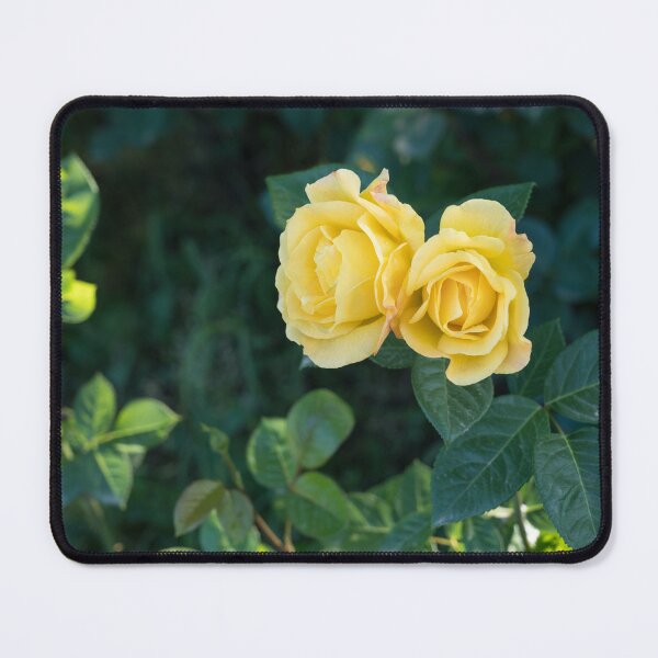 Item preview, Mellow Yellow Rose Pair Against Deep Green Foliage designed and sold by Georgia Mizuleva.