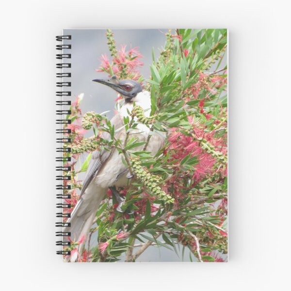 Item preview, noisy friar bird designed and sold by Bob-tography.