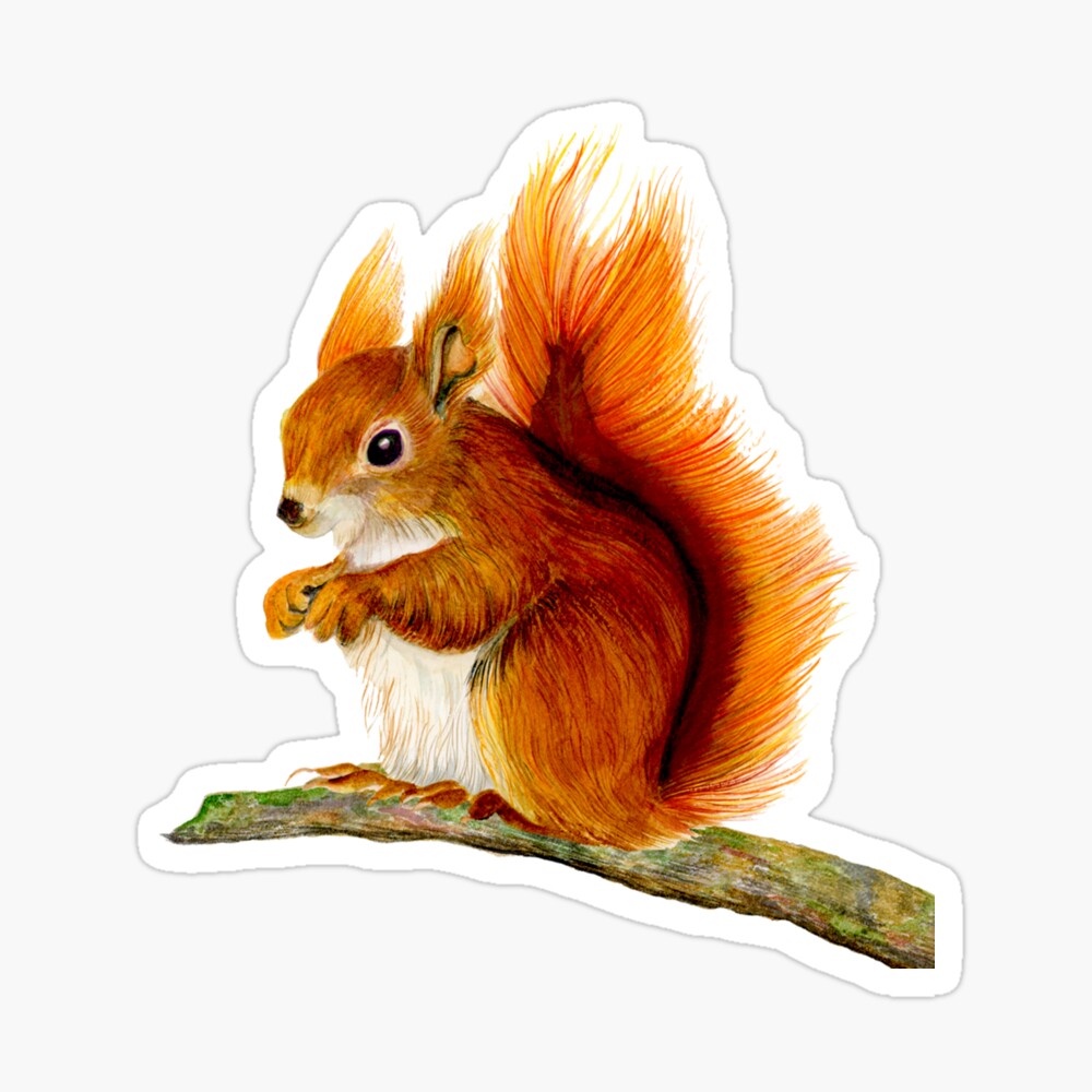 Watercolour Sale,Original Red Squirrel Card Gift Wildlife,Animal,Art Print 