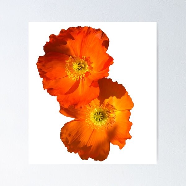 Item preview, FLOWER SERIES 1 Orange Poppy Delight designed and sold by MarcusAxel.
