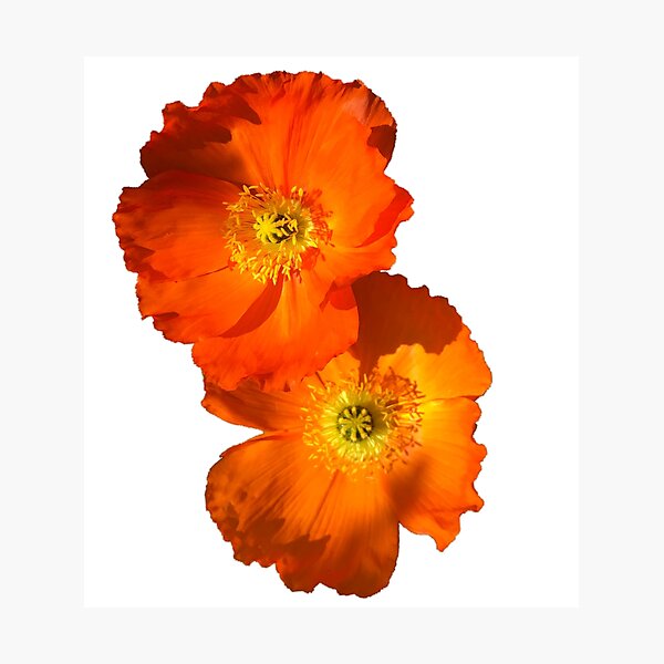 Item preview, FLOWER SERIES 1 Orange Poppy Delight designed and sold by MarcusAxel.