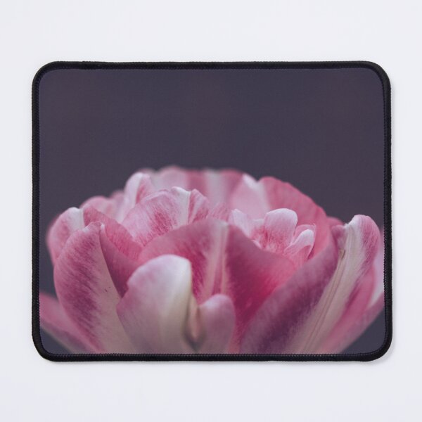 Item preview, Pink Tulip Macro Photograph - White Blooming Petals designed and sold by LeighMilesArt.