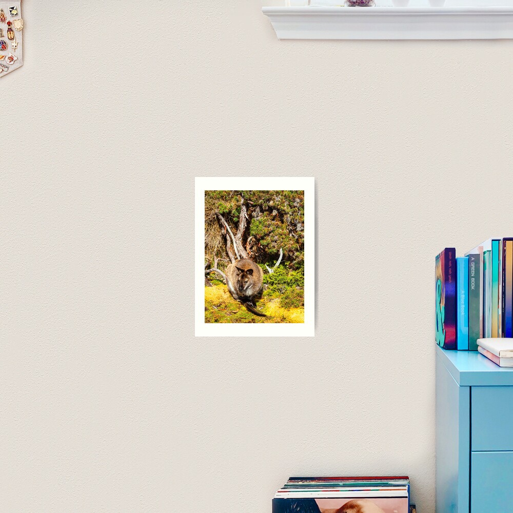 Bennetts Wallaby Art Print