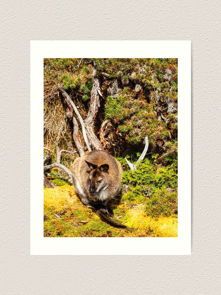 Alternate view of Bennetts Wallaby Art Print
