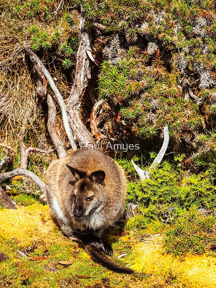 Bennetts Wallaby by AmyesPhotograph