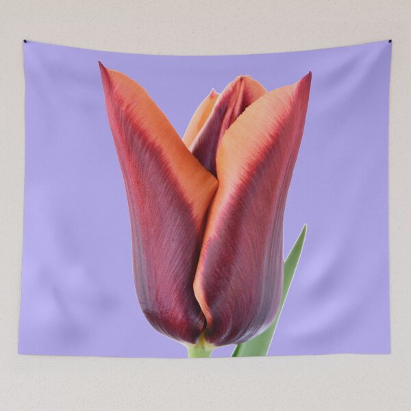 Item preview, Tulipa  'Slawa'  Triumph Tulip  designed and sold by Chris Burrows.