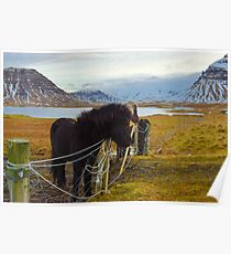 Islandpferde, Grundarfjordur, Snaefellsnes, Island Poster