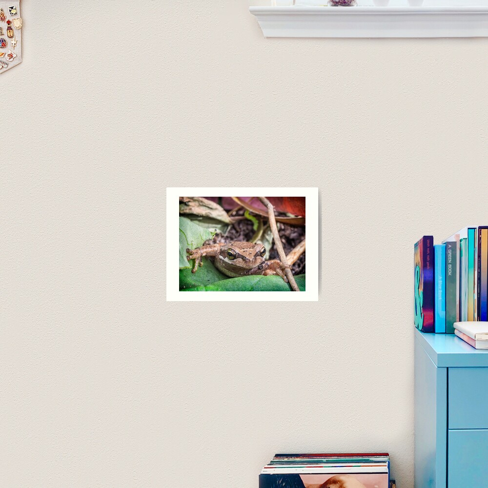 Eastern Common Froglet Art Print