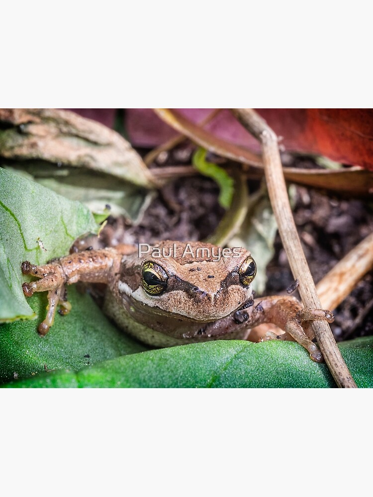 Eastern Common Froglet by AmyesPhotograph